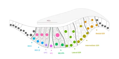 IGS Illustration Image